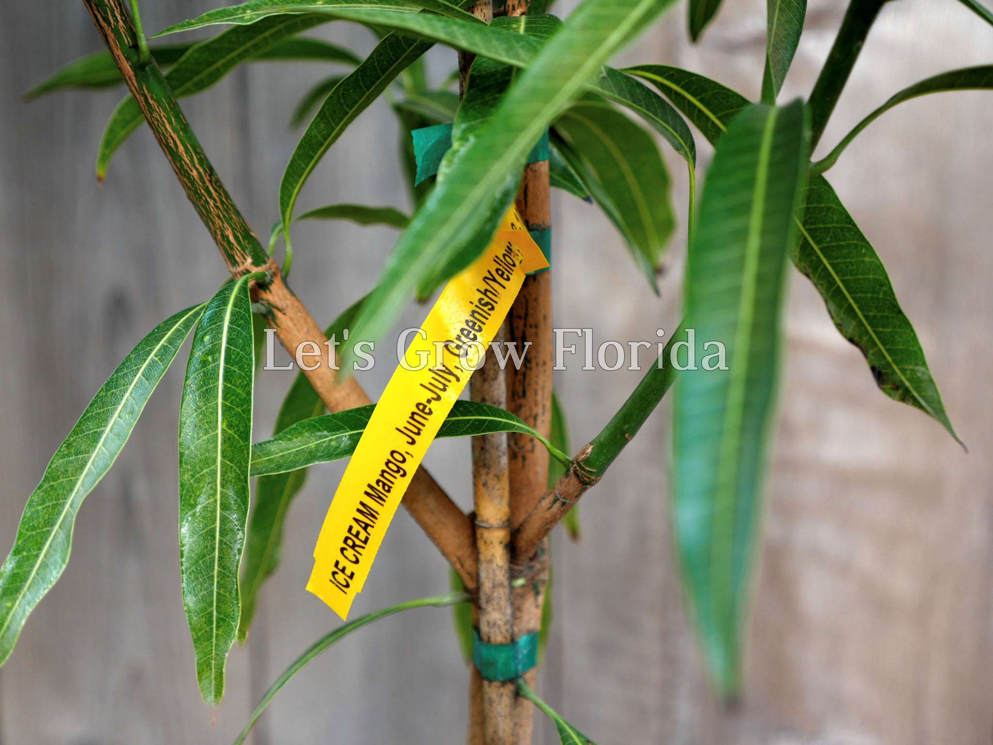 Ice Cream Mango Tree Professionally Grafted Let S Grow Florida