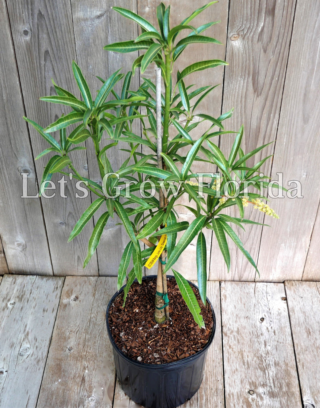 Ice Cream Mango Tree Professionally Grafted Let S Grow Florida