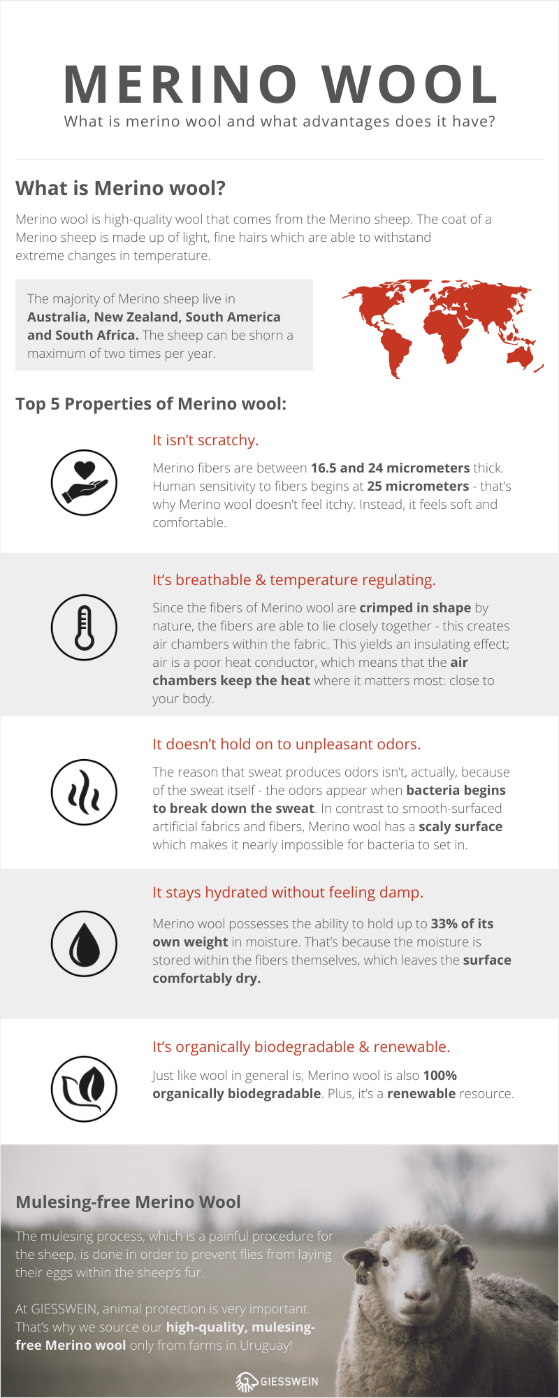 Merino Wool Infographic