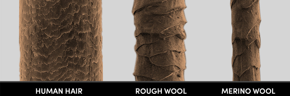 difference human wool merino wool