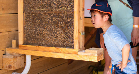 Sierra Honey Farms Honey Hut has its own observatory hive...Can you find the Queen Bee?