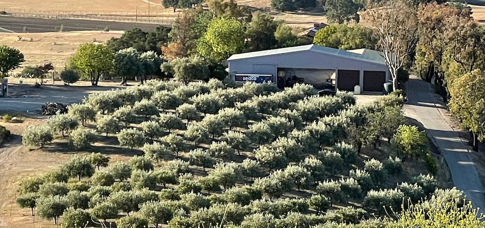 Sustainable, regenerative practices and deep knowledge are the secret ingredients behind the high-quality extra virgin olive oil from Al Pie Del Cielo in Creston, California