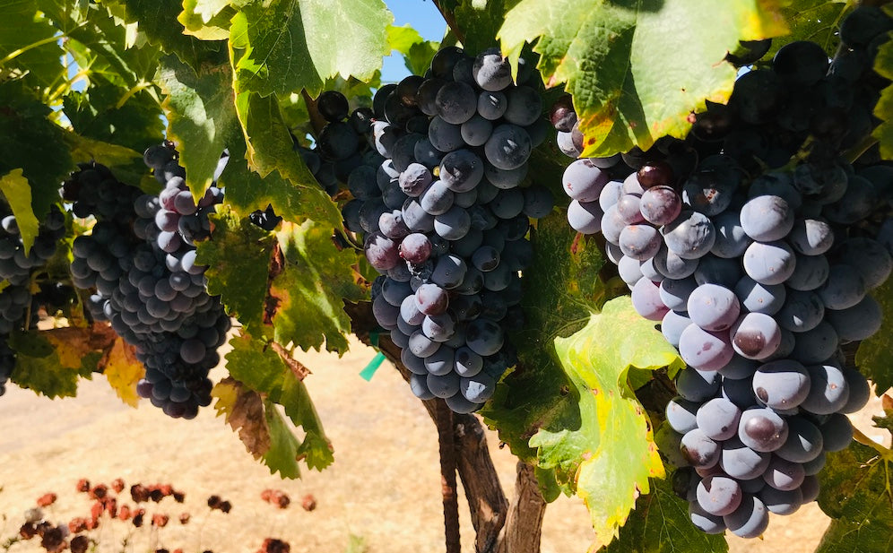 We found the ideal place to develop our vineyard. We named our farm "Al Pie del Cielo" or "At the foot of the Heavens," as it sits perched on a vast hilltop and is enveloped by the sky. Our attention was drawn toward preparation of the higher slopes of the property and the selection of appropriate root stock.