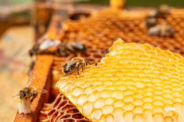 Skinbuzz Moisturizer Bee•You•Tiful Beeswax