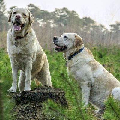 A Pair of Labrador Retrievers Out for a Hike