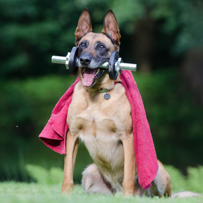 A German Shepard Helping with a Work Out