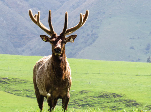 elk