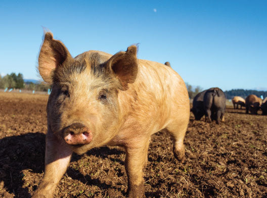 Fossil Farms Berkshire Pork