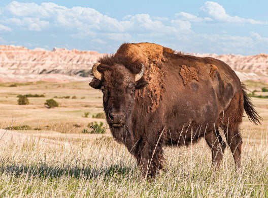 Fossil Farms Bison