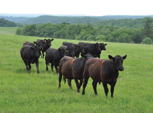 Fossil Farms Local Harvest Angus Beef