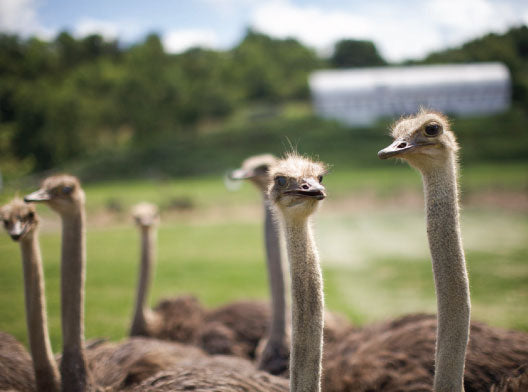 Fossil Farms Ostrich