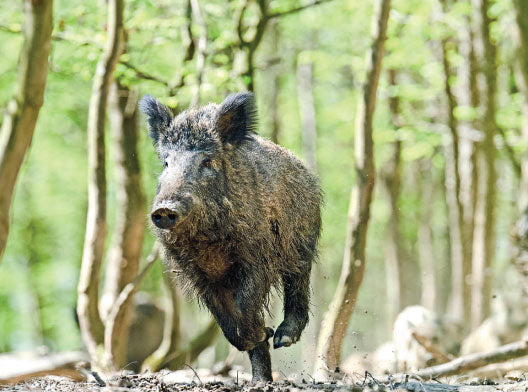 wild boar running