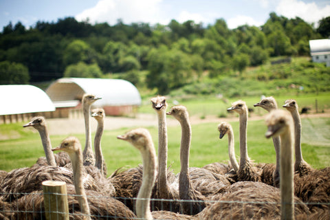 Ostrich at Roaming Acre Farms