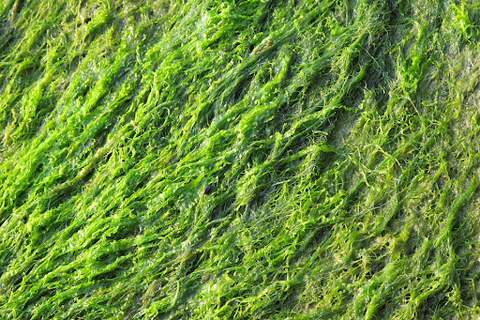 Green Algae for Omega-3