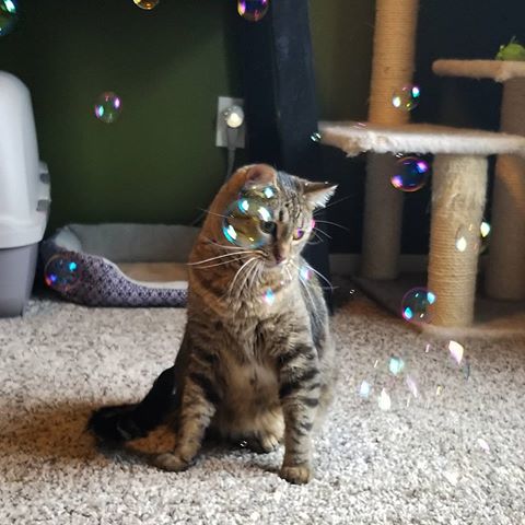 catnip bubbles