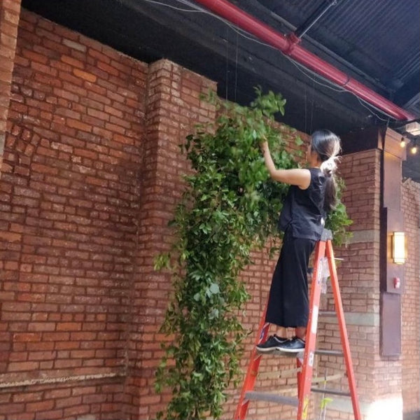 Vivian installing hanging greenery arch