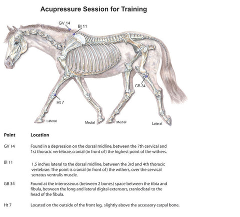 equine acupressure for fitness 