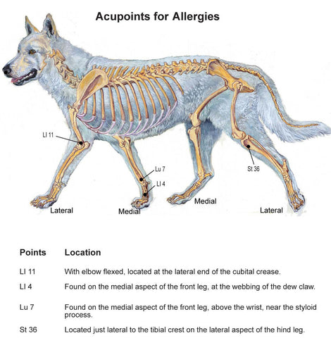 canine acupressure points for arthritis