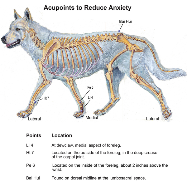 acupressure for anxious dog