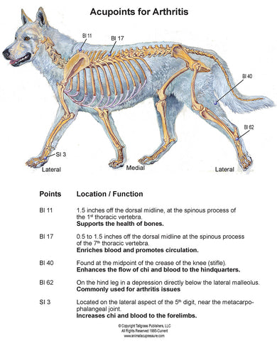 Dog arthritis acupressure chart