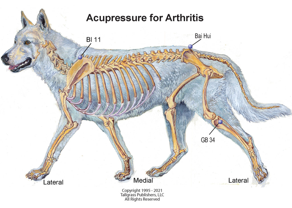 Canine Arthritis and Acupressure