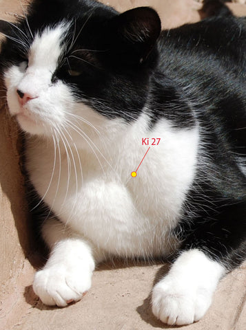 Cat - Amazing Animal Acupressure Points #5 - Ki 27