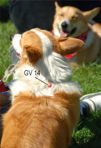 GV 14 acupressure point for cooling animals