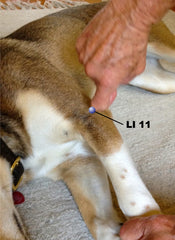 LI 11 for horses and dogs