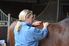 Equine acupressure