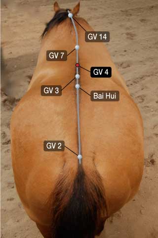 GV 4 for horses