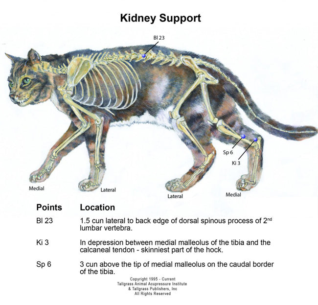 Reptile - Feline Kidney Disorders