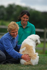 Small Animal Acupressure