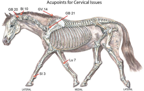 equine cervical issues
