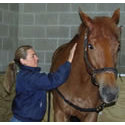 Equine acupressure practitioner