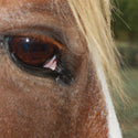 Equine Acupressure Practitioner