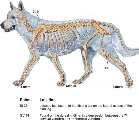 Moxa and canine immune system