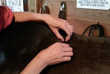 Tui Na for equine allergy issues