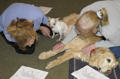 Small Animal Acupressure clinic