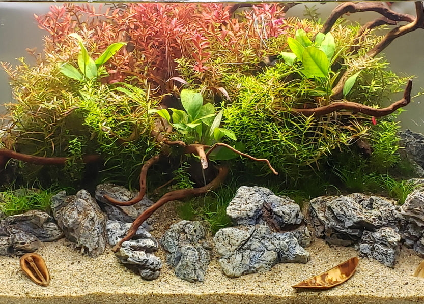 8 Great Easy Beginner Aquarium Plants You Need To Try! - Easy PlanteD Aquarium Plants For Beginners 1200x1200