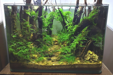Step By Step Guide: How To Create A Forest Style Planted Aquarium – AQUAPROS
