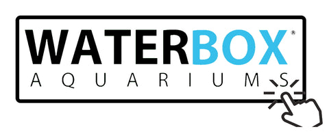 buy waterbox rimless freshwater aquariums 