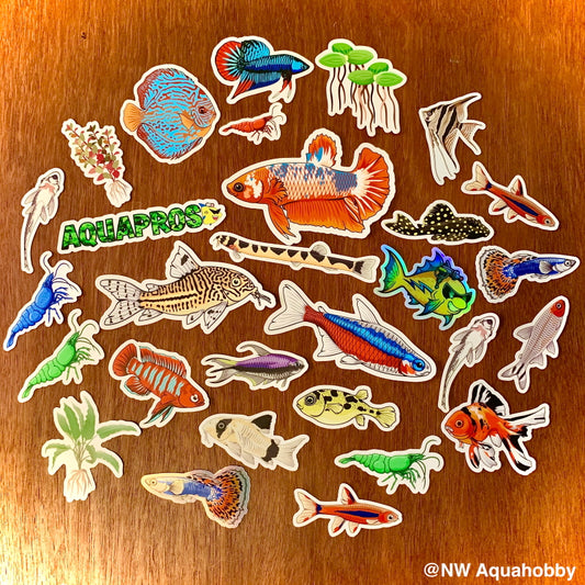 Plakat Betta Fish Sticker/Magnet/Cling - Buy Betta Fish Stickers – AQUAPROS