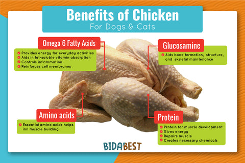 Benefits of chicken for dogs and cats.