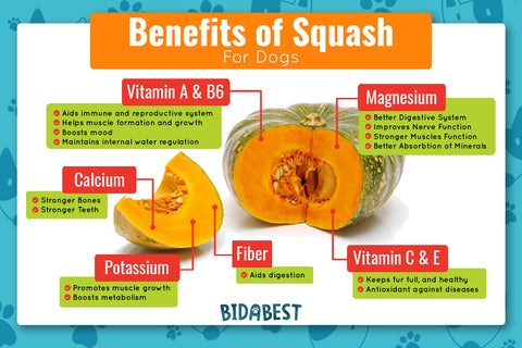 Is Squash Good For Dogs