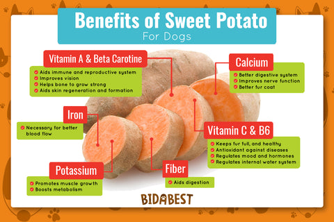 Benefits of Sweet Potato for dogs