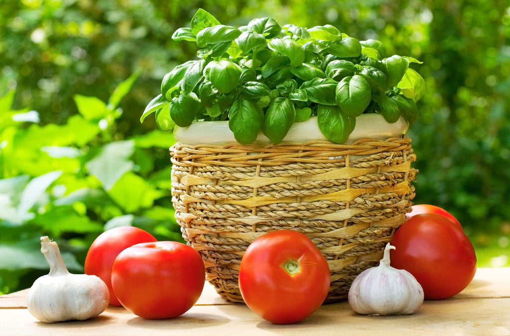 basil in a pot