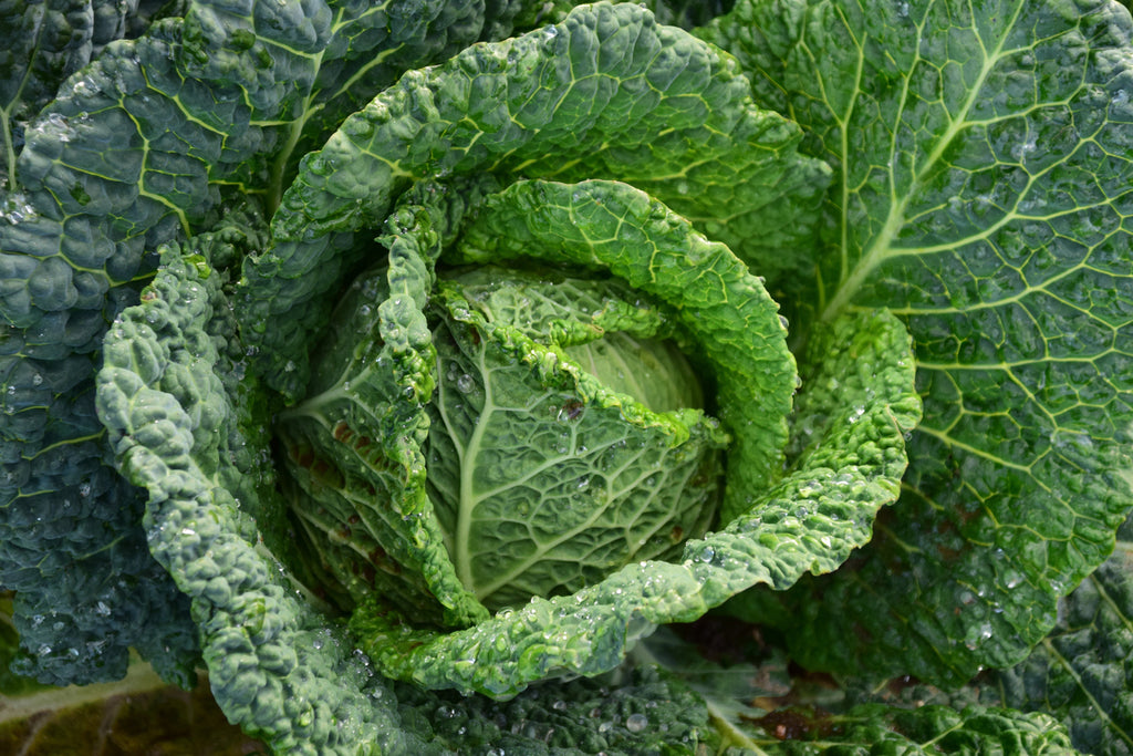 cabbage