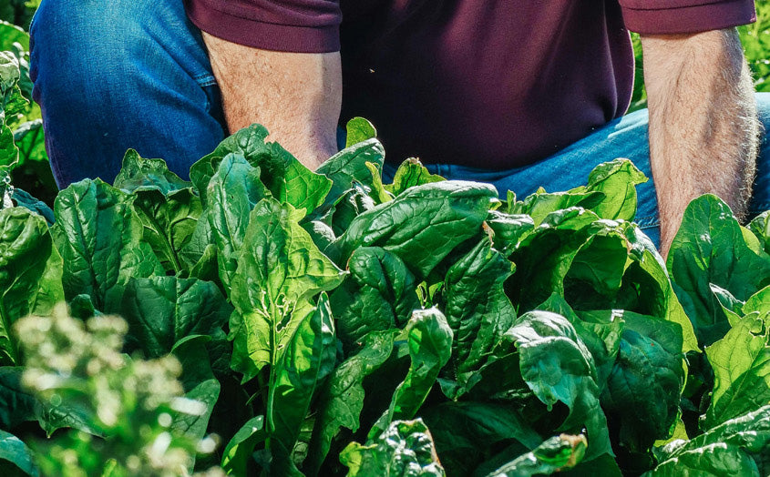 how spinach is grown