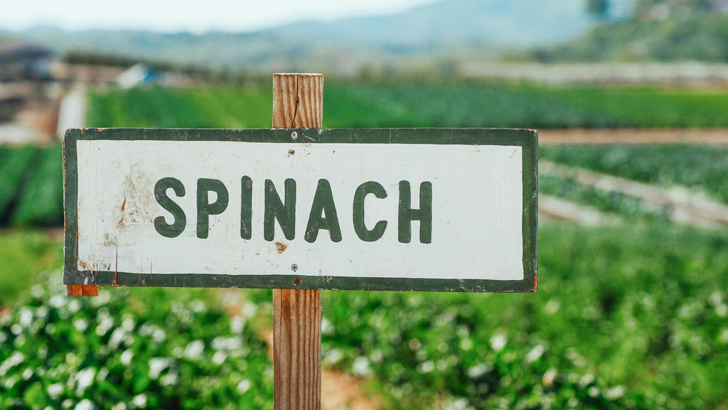 Comprehensive Guide to Spinach