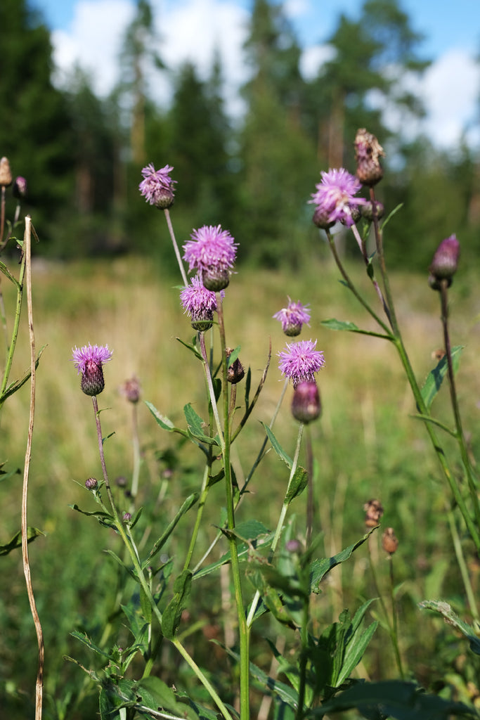 thistle